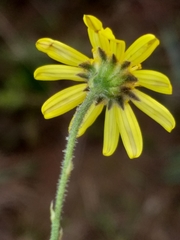 Osteospermum bolusii