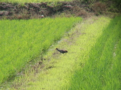 Gallicrex cinerea