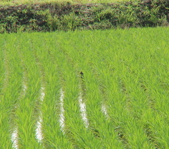 Gallicrex cinerea