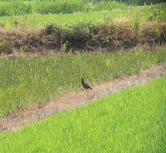 Gallicrex cinerea
