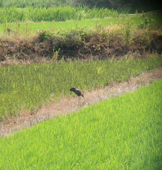 Gallicrex cinerea