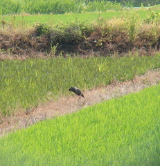 Gallicrex cinerea