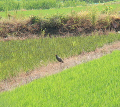 Gallicrex cinerea