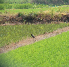 Gallicrex cinerea