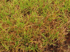 Carex pansa
