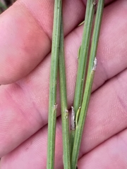 Osteospermum bolusii