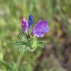 Echium creticum granatense