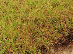 Carex pansa