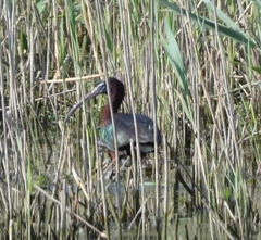 Plegadis falcinellus