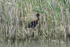 Plegadis falcinellus