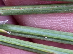 Osteospermum bolusii
