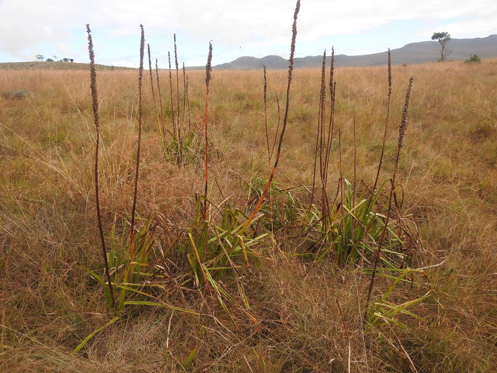 Imagem de Tocha-de-fogo