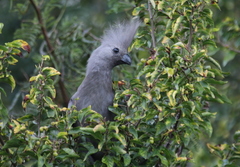 Corythaixoides concolor bechuanae