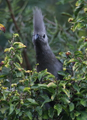 Corythaixoides concolor bechuanae