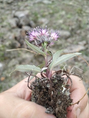 Saussurea tilesii