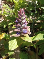 Ajuga reptans