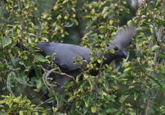 Corythaixoides concolor bechuanae