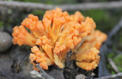 Ramaria capitata ochraceosalmonicolor