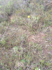 Osteospermum bolusii