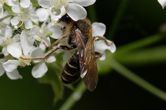 Andrena