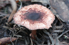 Lepiota haemorrhagica