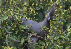 Corythaixoides concolor bechuanae