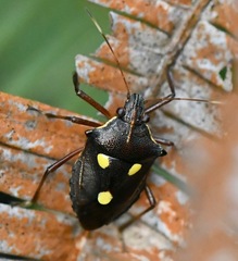Dalpada trimaculata