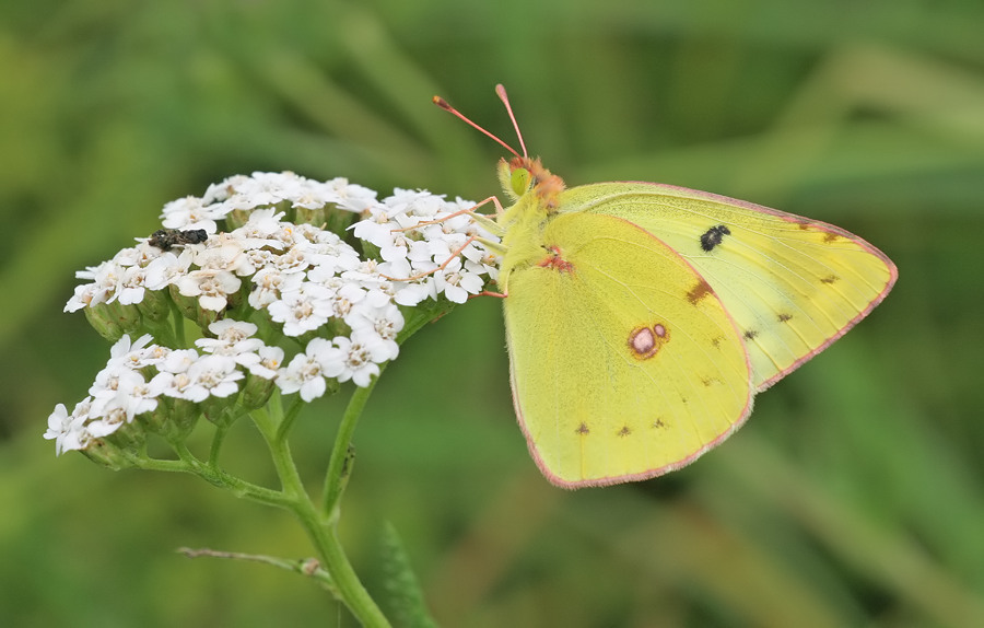 Pale Clouded Yellow