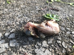 Passeriformes