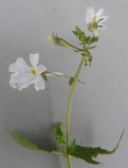 Nemesia albiflora
