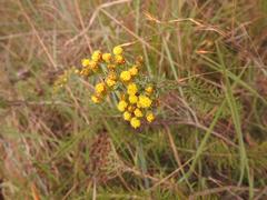 Phymaspermum athanasioides