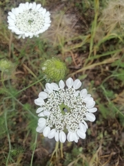 Artedia squamata
