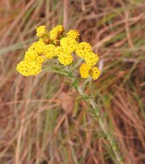 Phymaspermum athanasioides