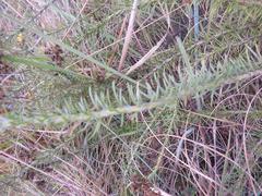 Phymaspermum athanasioides