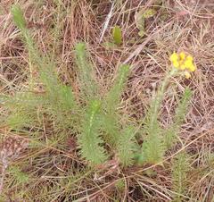Phymaspermum athanasioides