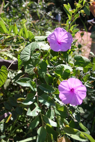 Ipomoea involucrata