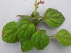 Plectranthus verticillatus