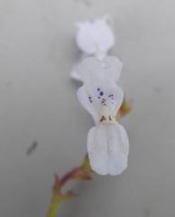 Plectranthus verticillatus