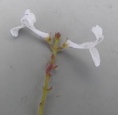 Plectranthus verticillatus