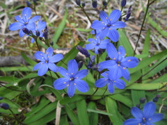 Chamaescilla corymbosa