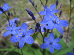 Chamaescilla corymbosa