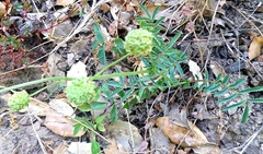 Sanguisorba mauritanica