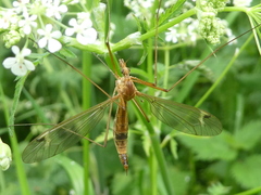 Tipula lunata