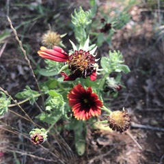 Gaillardia amblyodon