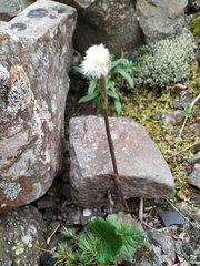 Endocellion glaciale