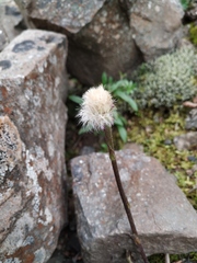 Endocellion glaciale