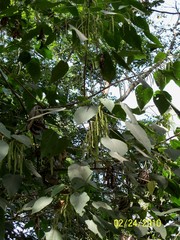 Acalypha macrostachya