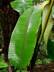 Ensete
