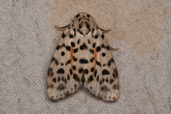 Clemensia leopardina