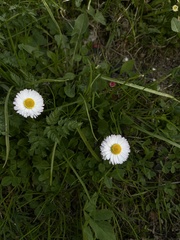 Bellis perennis